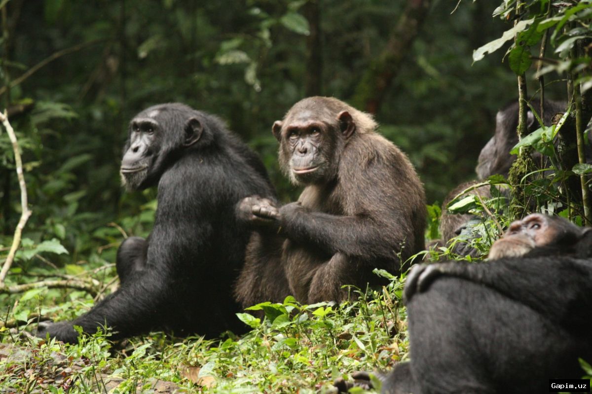 🐒💥 First Observed 'Civil War' Among Wild Chimpanzees