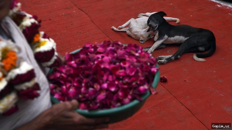 🐕🚨 Жестокое обращение с животными в Ташкенте: Два охранника обвиняются в преступлении