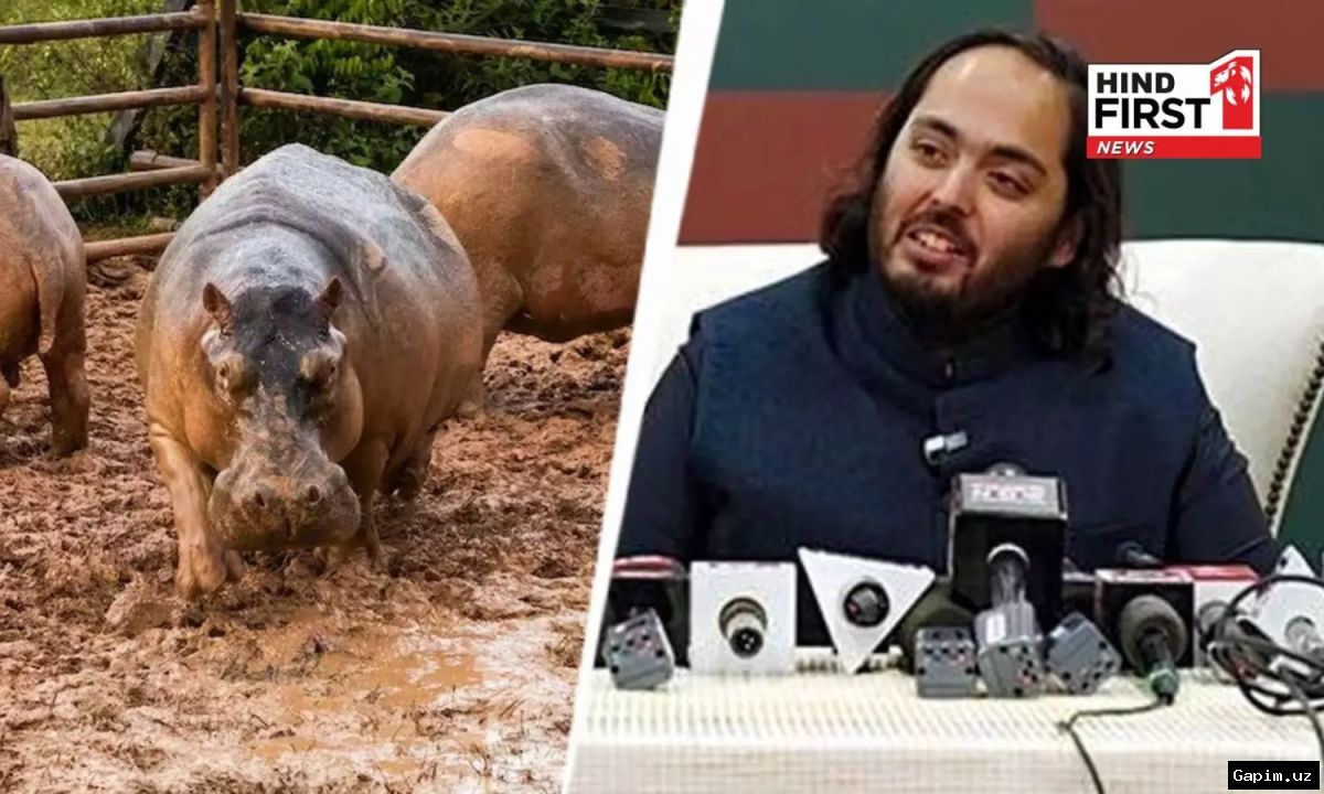 🐘🇨🇴 Son of Asia's richest man offers to adopt Pablo Escobar's 'cocaine hippos'