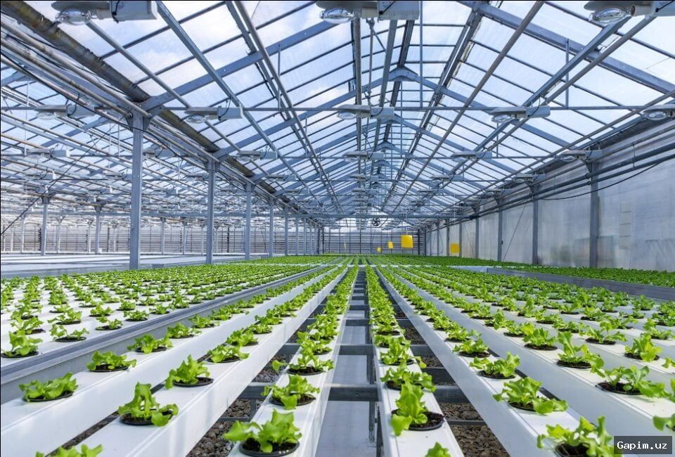 🌱🏭 Uzbekistan to Implement Additional Measures for Agricultural Supply in Autumn-Winter Period