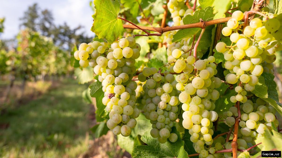 🇩🇪🤝 Визит сирийского президента в Германию и экономические проблемы