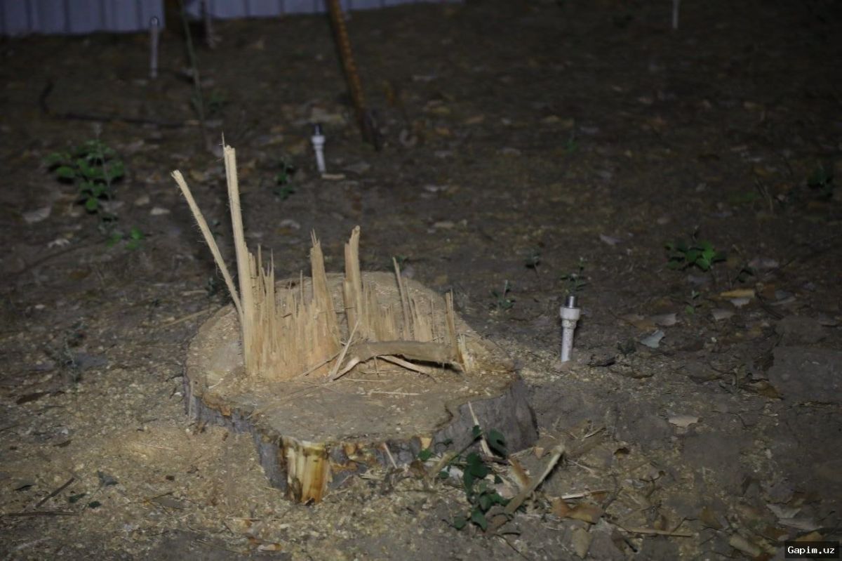 🌳🚫 В Ташкенте остановлены незаконное строительство и вырубка деревьев