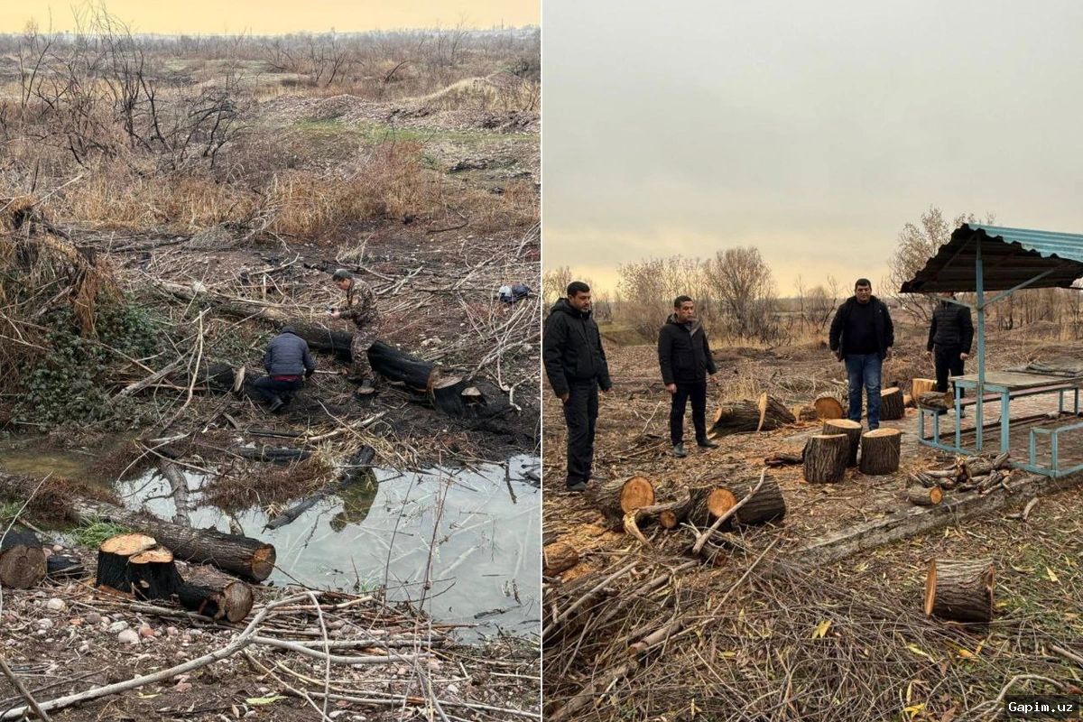 🌳✂️ Toshkentda daraxtlarni "palma"ga aylantirish: sog‘lom shoxlar kesilmoqda, quruqlari esa qolmoqda
