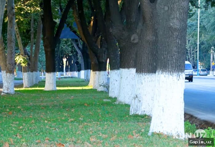 🌳⚠️ Состояние деревьев на центральных улицах Ташкента: Выявлено свыше 200 больных, некоторые подлежат вырубке