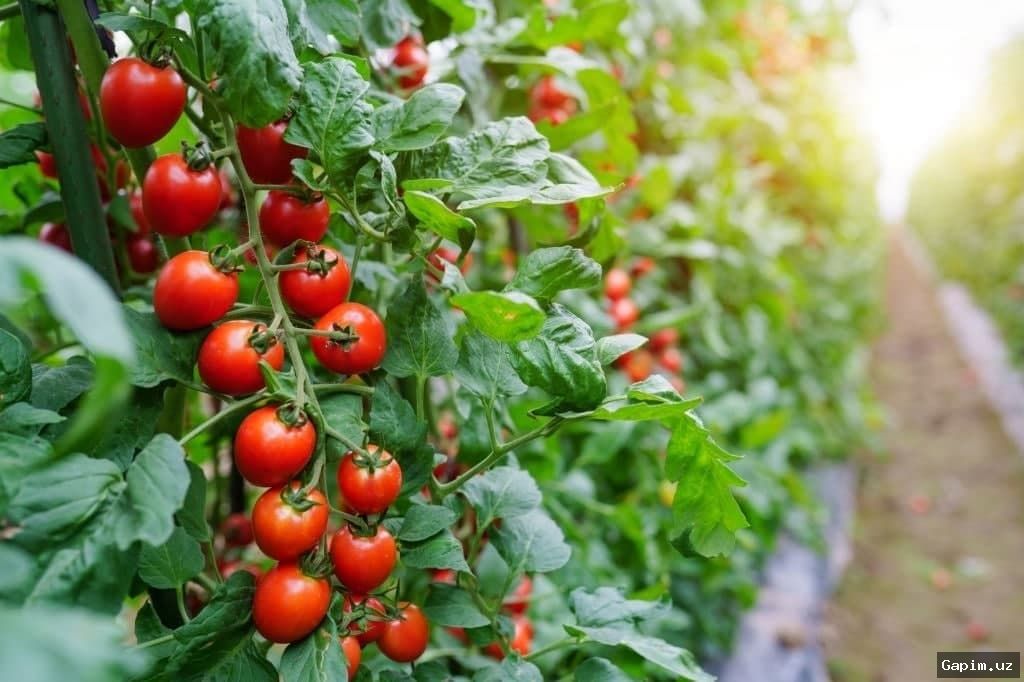 🍅🚫 Dangerous virus found in 20 tons of tomatoes from Uzbekistan in Russia's Nizhny Novgorod region