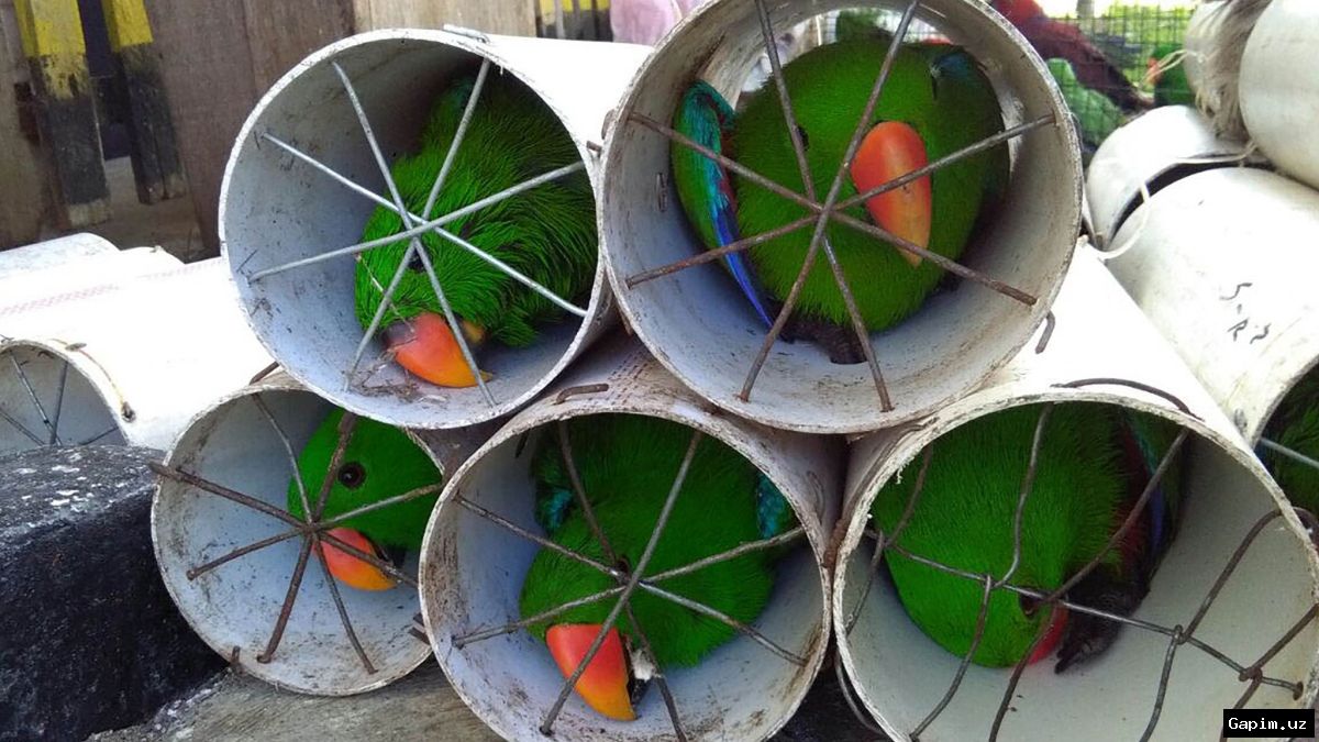 🚨🦜 В Самаре задержан микроавтобус с незаконно перевозимыми редкими птицами