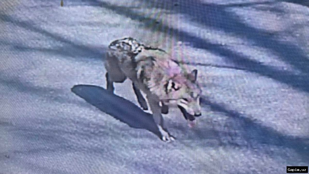 🐺🚨 South Korea Deploys Heat-Seeking Cameras and Drones in Search for Escaped Zoo Wolf