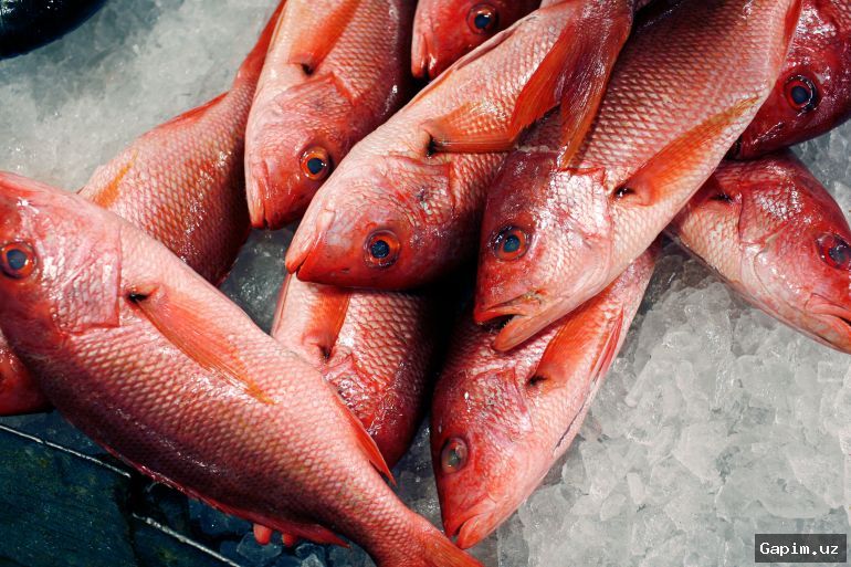 🐟🎣 Trump approves state permits to extend short red snapper fishing season