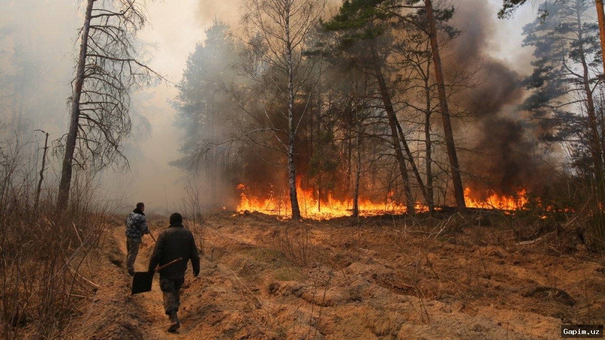 🔥🌲 Large forest fire in Chernobyl exclusion zone: area exceeds 1,100 hectares