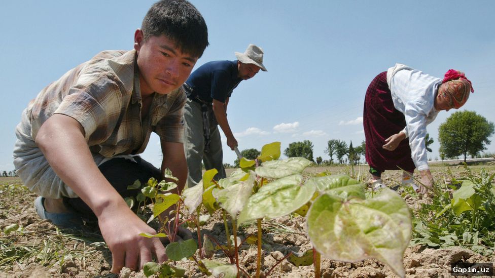 🌾👨‍🌾 В Узбекистане начался сезон сбора хлопка: Министр сельского хозяйства встретился с рабочими