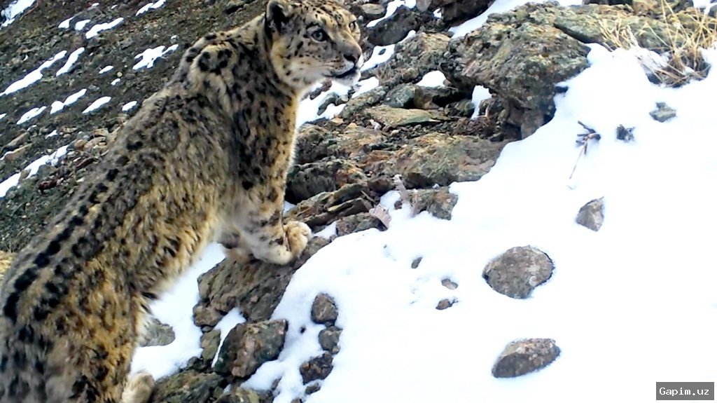 🐆🏔️ BBC в Узбекистане в поисках снежного барса: Приключение по сохранению загадочного хищника