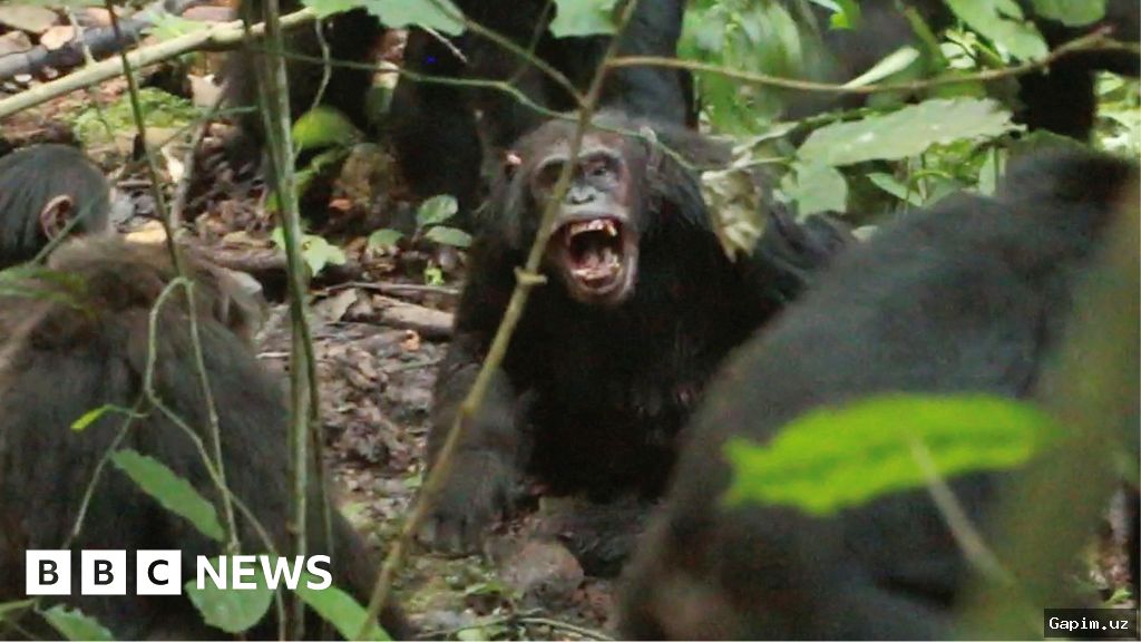 🐒💥 World's Largest Wild Chimpanzee Group Split and Engaged in 'Civil War' for Eight Years