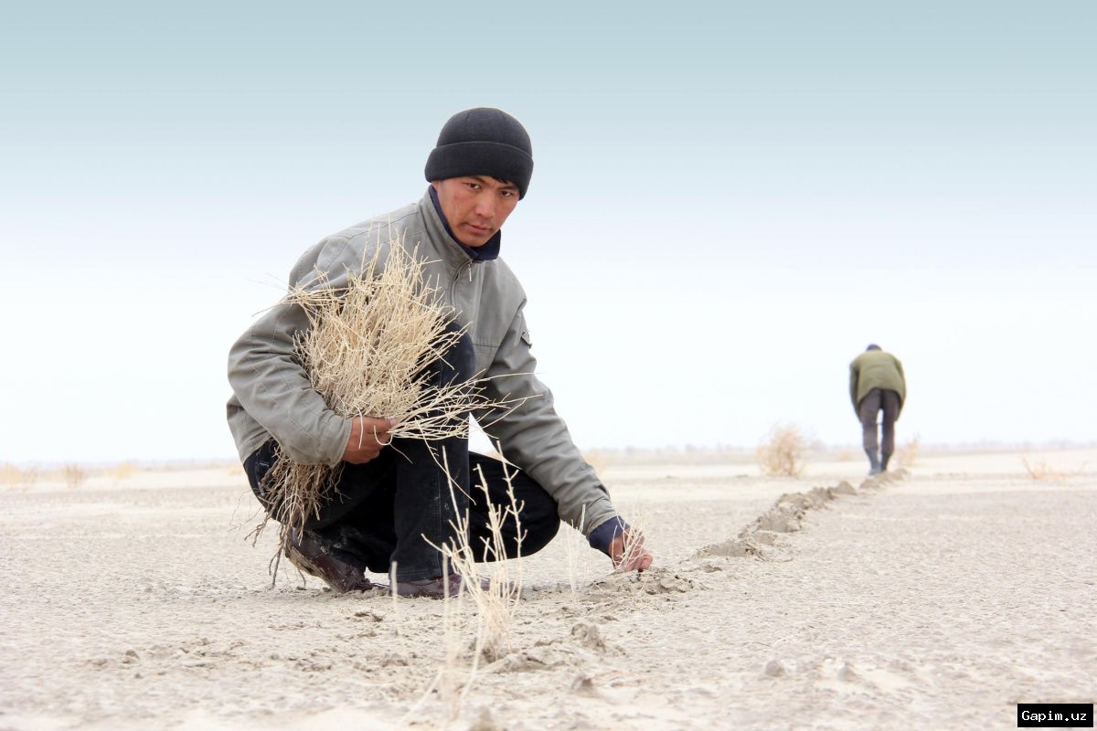 🌍🌱 Один клик – одно дерево: в Узбекистане стартовала необычная экологическая акция на высохшем дне Арала