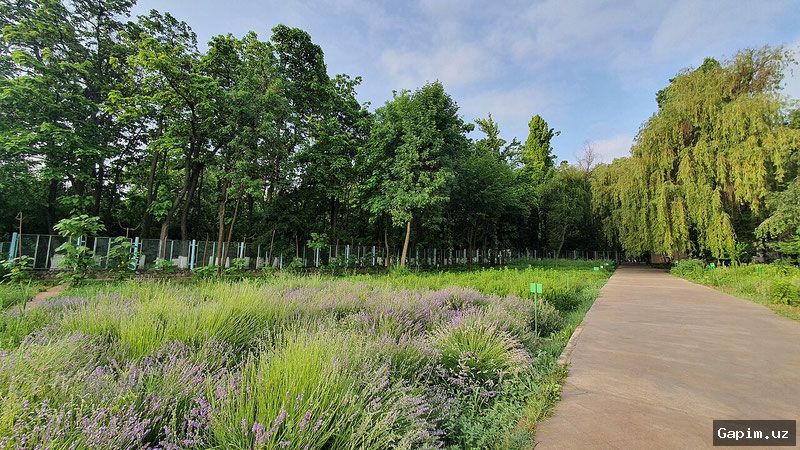 🚲🌿 В Ташкентском ботаническом саду запретили велосипеды и самокаты: причины и реакция
