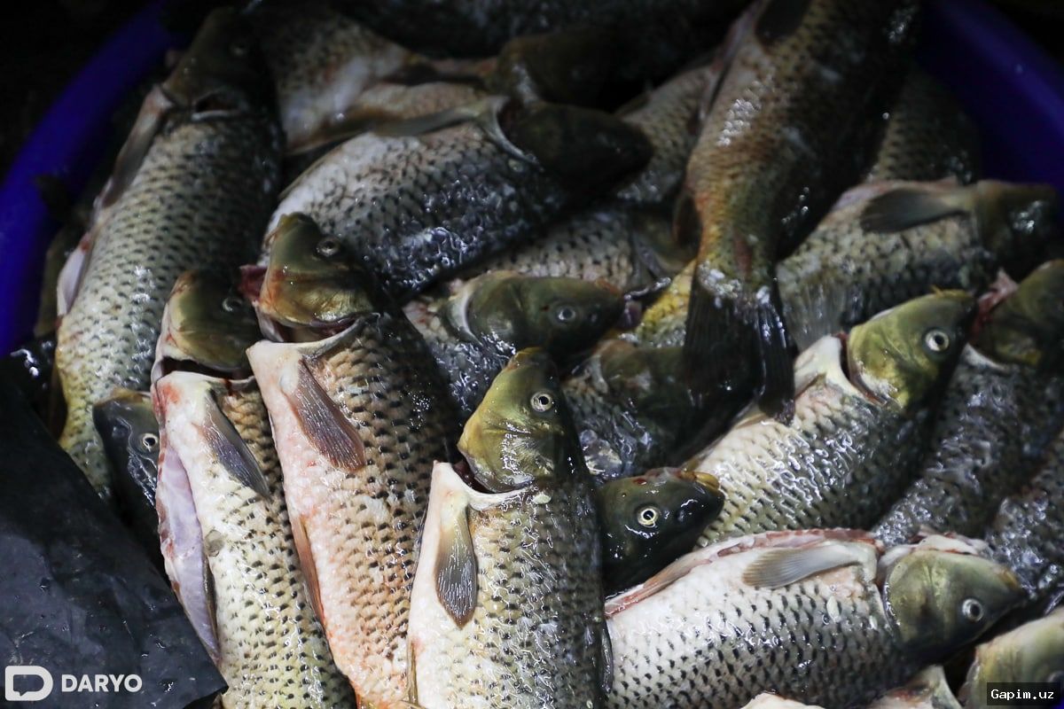 🐟🚫 Surxondaryoda noqonuniy baliq ovlash fakti aniqlandi