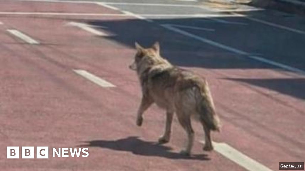 🐺🤖 В Южной Корее арестован мужчина за распространение созданного ИИ изображения волка