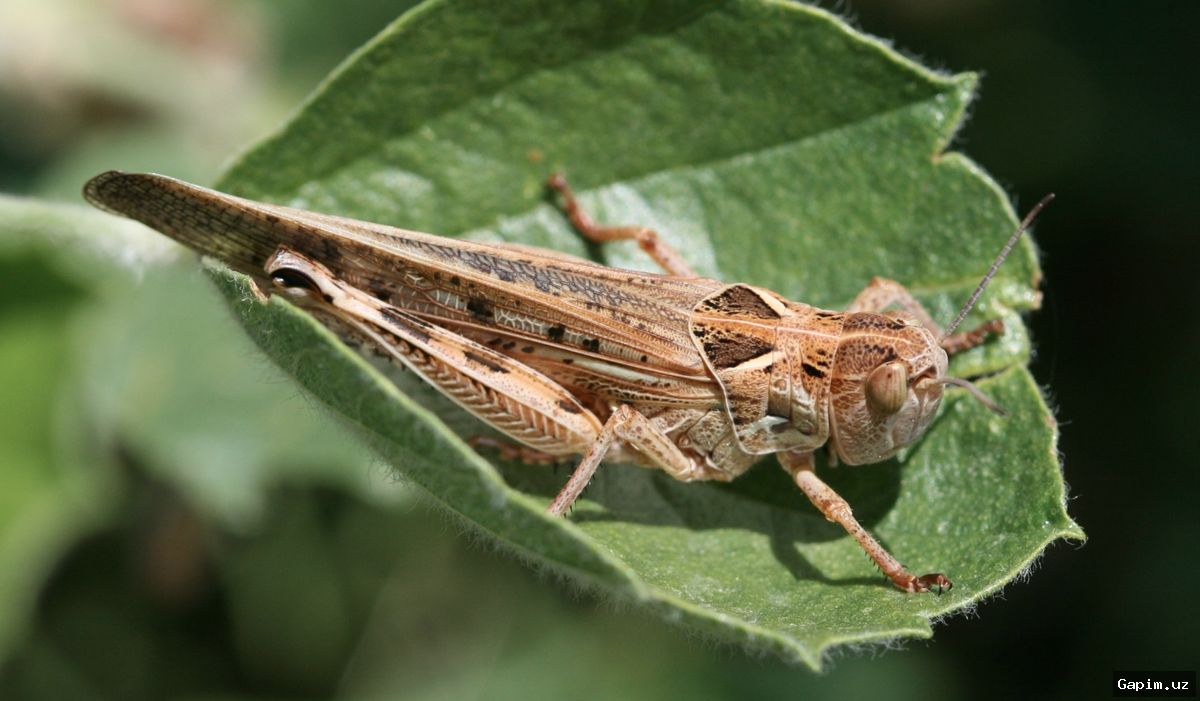 🐛🚜 Moroccan Locust Detected in Uzbekistan: Over 3,600 Hectares Treated