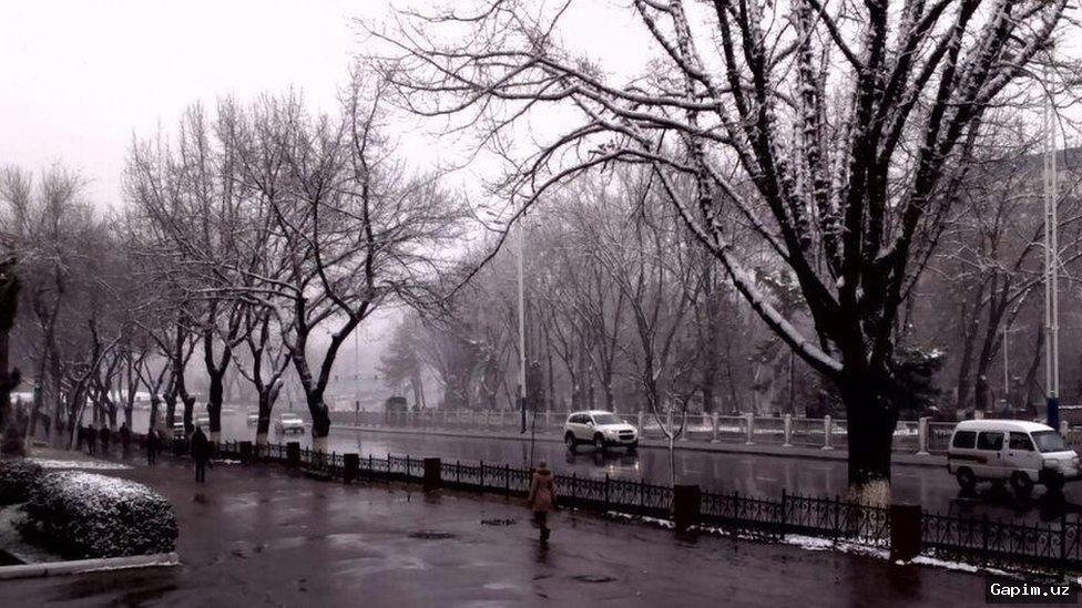 🌳⚖️ Citizen Climbs Tree in Protest at Uzbekistan Supreme Court, Meets with Chairman