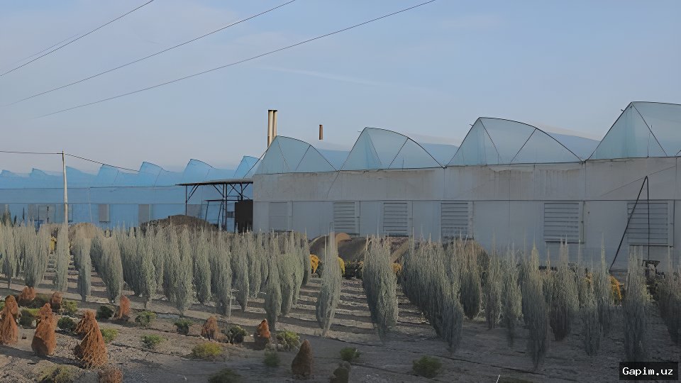 🌱🏙️ Toshkent va Toshkent viloyatidagi issiqxonalar Surxondaryoga ko‘chiriladi