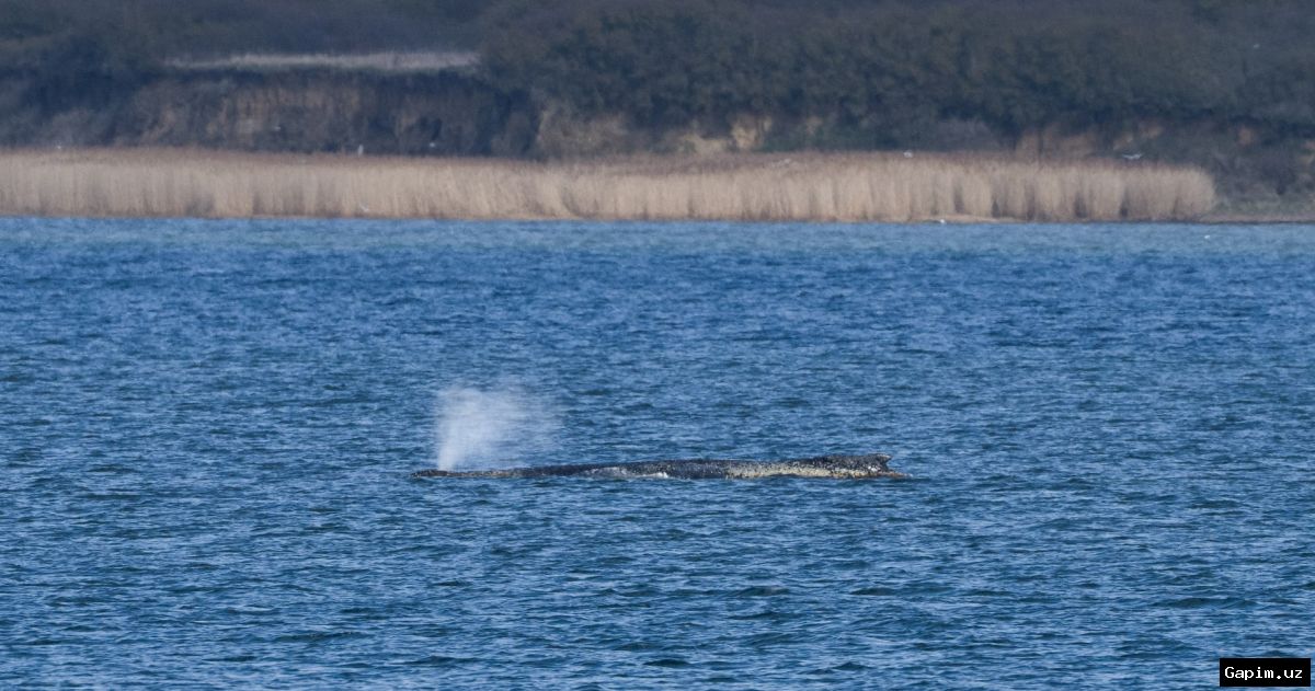 🐋😔 Humpback Whale's Death in Germany: Authorities Halt Rescue Efforts