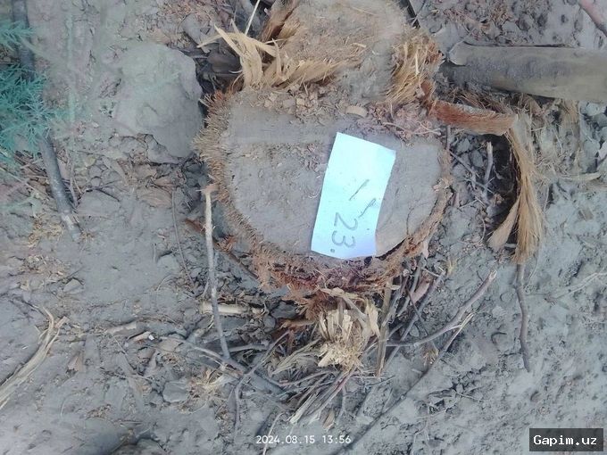🌳⚖️ Buxoroda 154 tup qimmatbaho turung‘ul daraxti noqonuniy kesilishi bo‘yicha sud hukmi o‘qildi