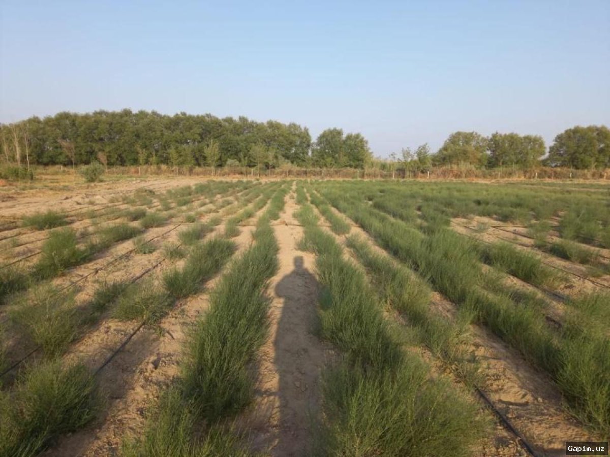На дне Аральского моря возобновились работы по высадке саксаула