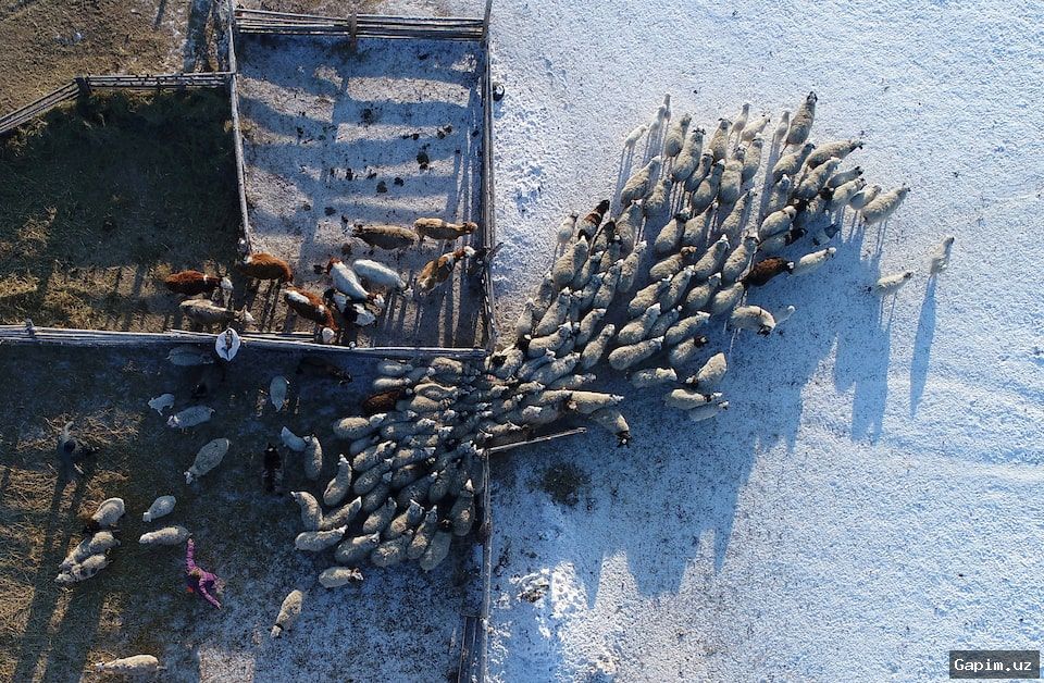 🐄🦠 Rossiyada chorva mollari kasalligi: Oqsil avj olishi haqida shubhalar va mintaqaviy ta'sir