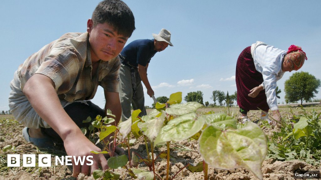 🌾📊 Uzbekistan's Cotton Harvest: 2024 Forecasts and Persistent Challenges