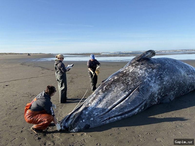 🐋💀 Молодой серый кит погиб в реке штата Вашингтон