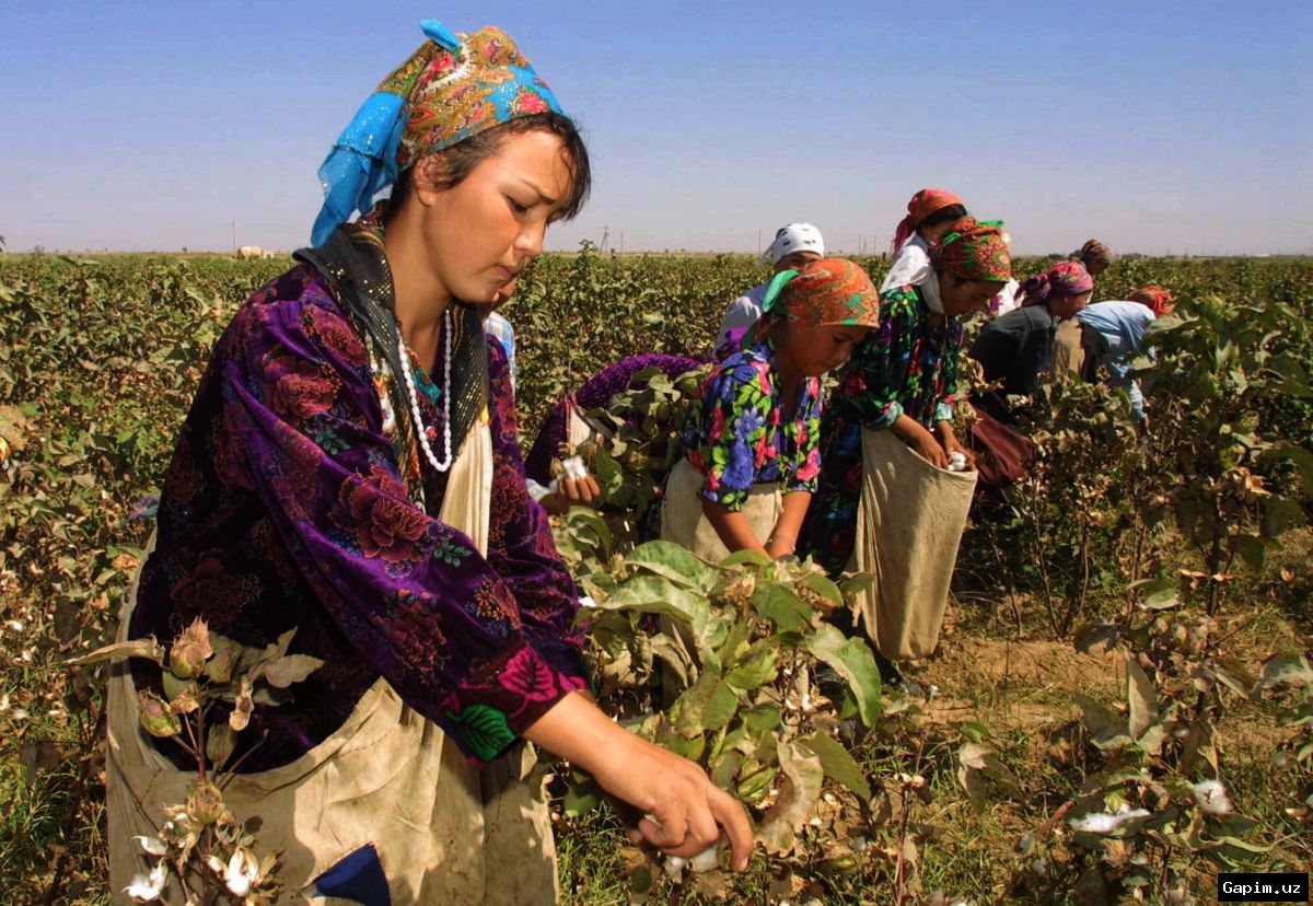 🌾📊 Uzbekistan Reports Record Cotton Harvest, but Agricultural Challenges Persist