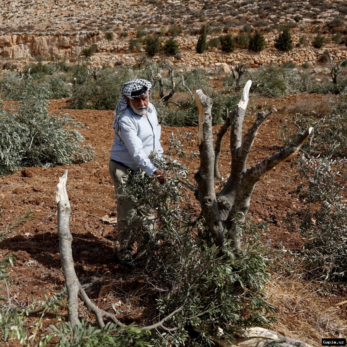 🫒💔 Under Israeli Occupation: Palestinian Farmers Forced to Destroy Their Olive Trees as Land Confiscations Accelerate