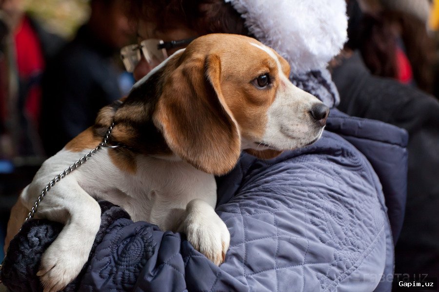 🐕🚫 Attempt to Illegally Transport Dogs to Uzbekistan Thwarted at Russian-Kazakh Border