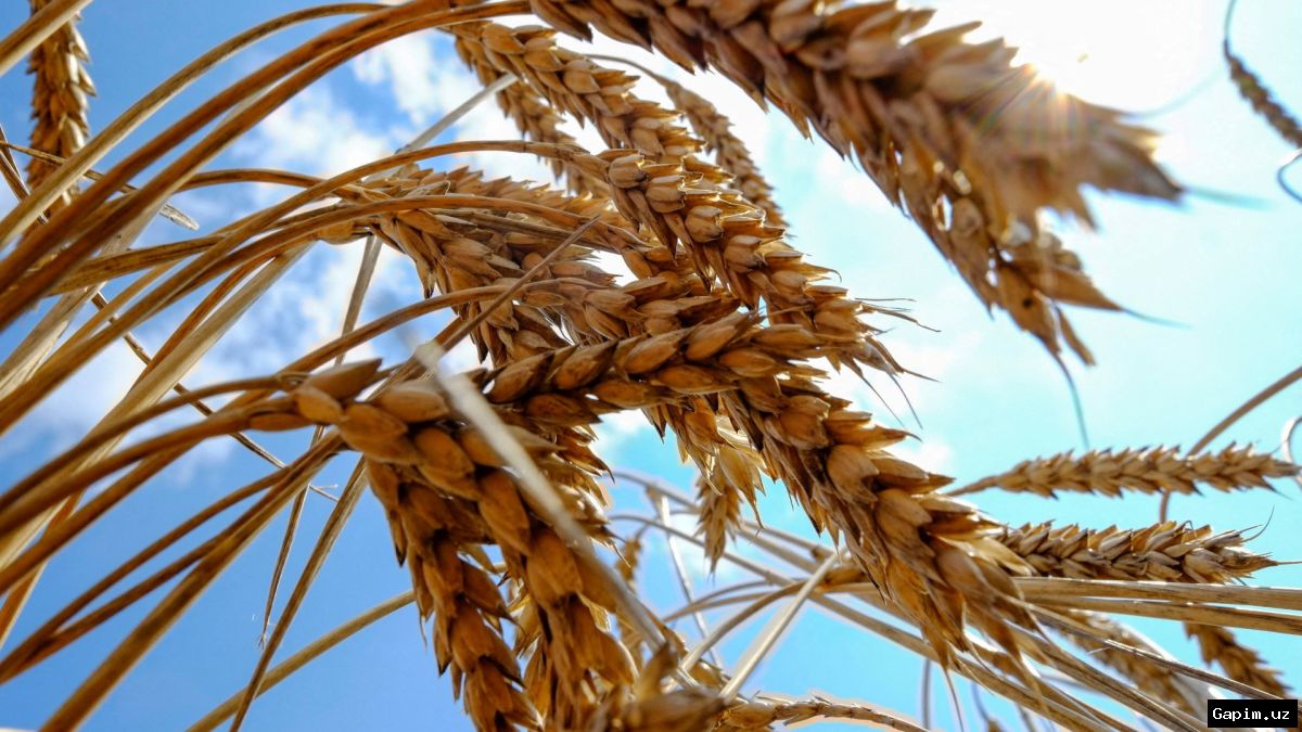 ⚡️🌾 Ukraine Summons Israeli Ambassador Over 'Stolen' Grain Shipments