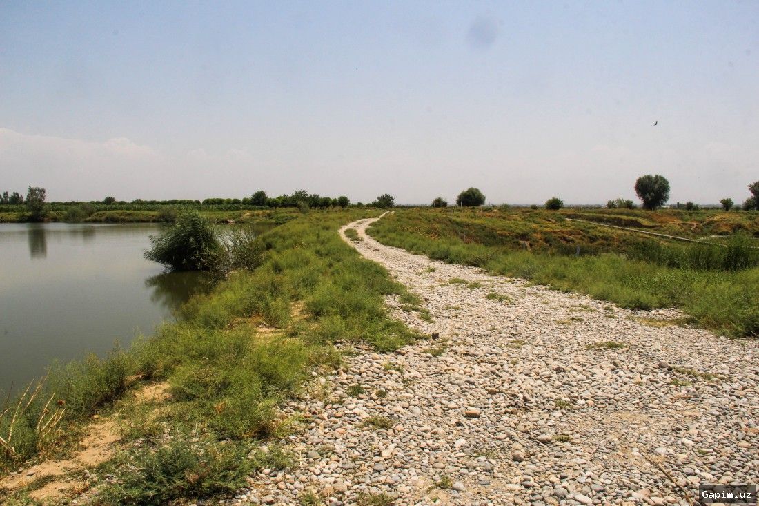 🌿🚫 В Кашкадарье уничтожен луг: Трое оштрафованы на 61 миллион сумов