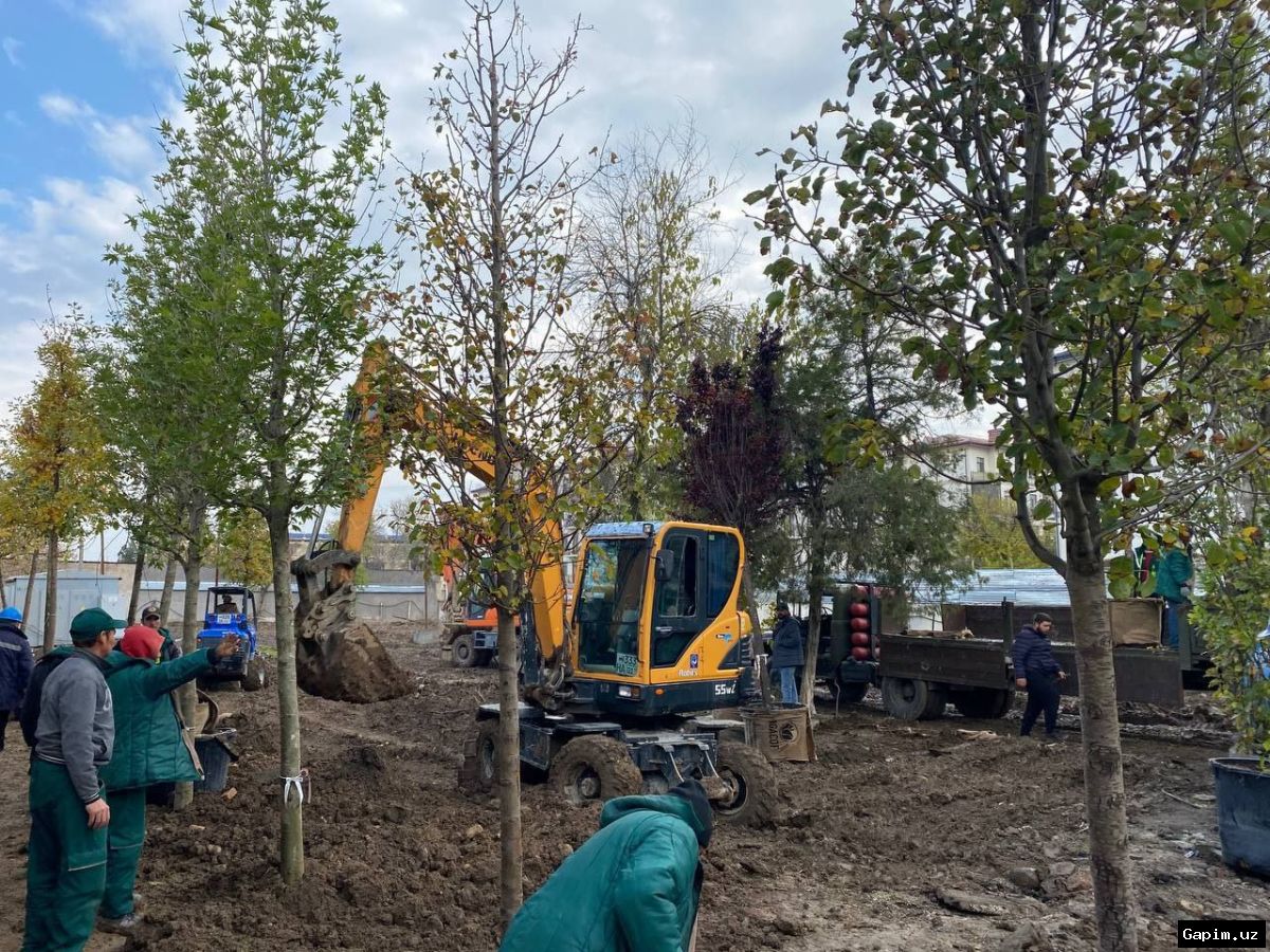 🌳💸 В Ташкенте выявлена незаконная пересадка 108 деревьев, почти все погибли
