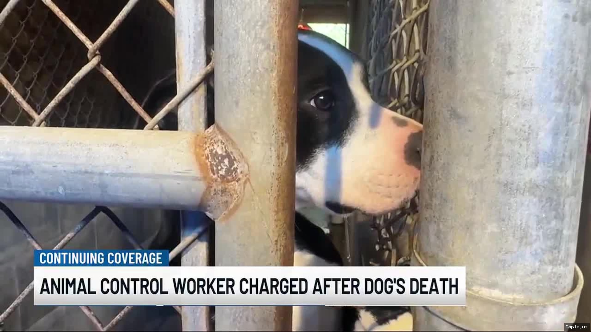 В Ташкентской области сотрудников службы отлова уличили в разделке собаки