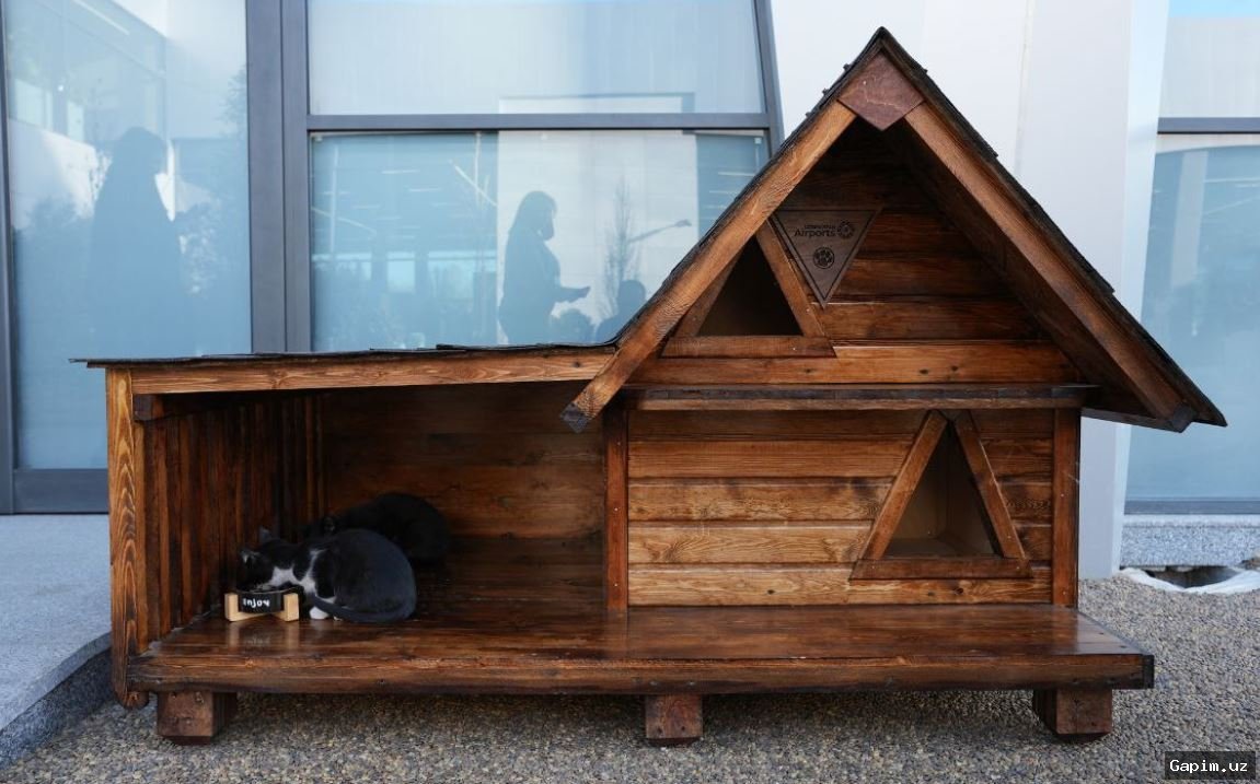 🐕🏛️ O‘zbekistonda 11 ta yangi davlat hayvonlar boshpanasi ochilmoqda