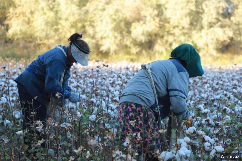 🌾🤖 O‘zbekiston Prezidenti qishloq xo‘jaligini raqamlashtirish va texnologiyalarni joriy etish to‘g‘risida qaror imzoladi