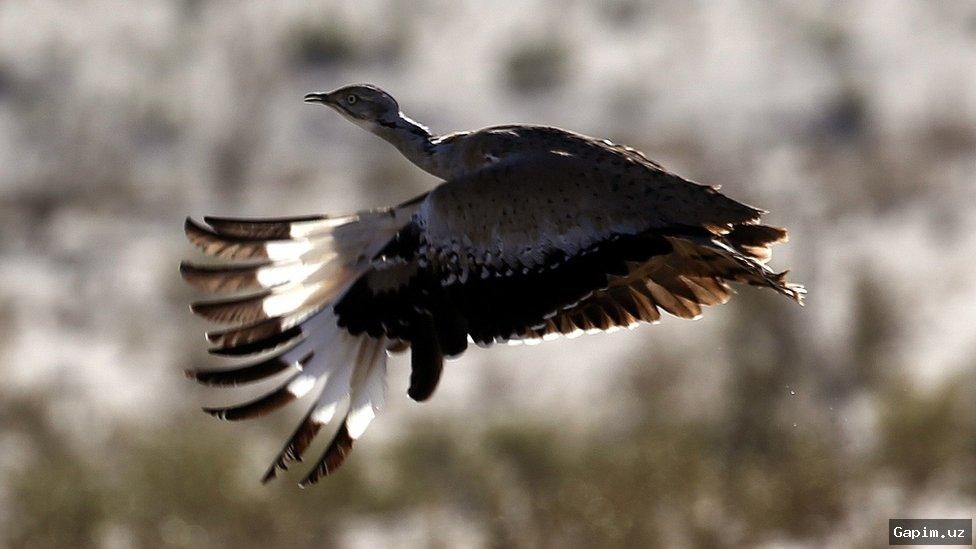 🌿🦅 В Навоийской области выпущено в дикую природу 2400 дроф-красоток для восстановления популяции