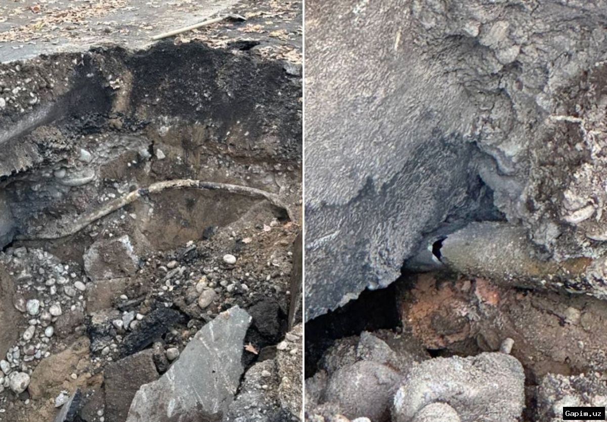🌳💨 Tree fall damages gas pipeline in Tashkent