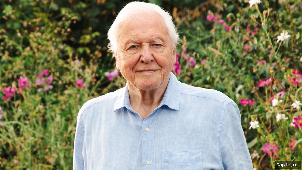 🌿🎂 Sir David Attenborough turns 100: A life of nature, records, and advocacy