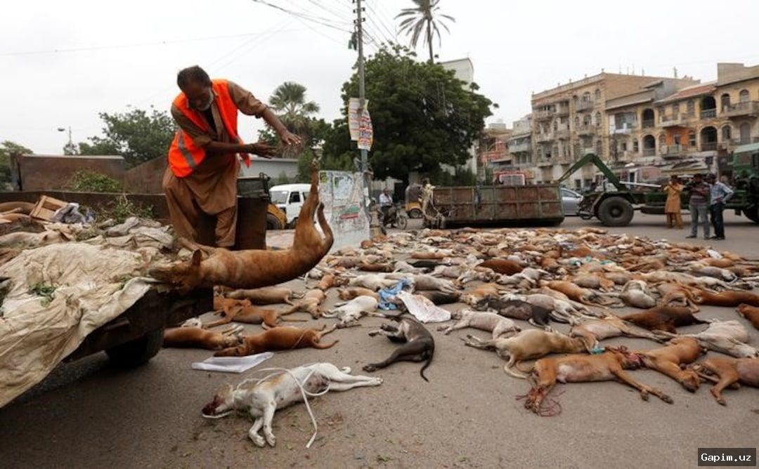 🐕💔 Жестокость в Зафарабаде: Около 30 собак отравлены в Узбекистане