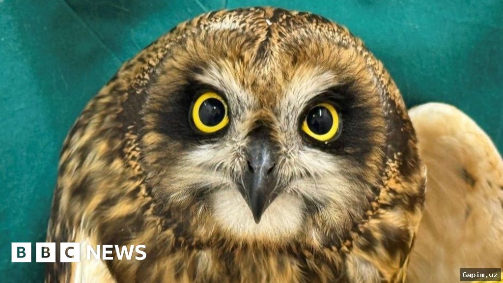 🦉🔗 Toshkentda o‘smir bog‘lab yurgan boyo‘g‘li qutqarildi