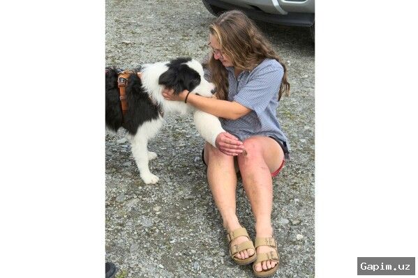 🐕‍🦺🚁 Lost Dog Rescued in New Zealand Through Public Donations and Volunteer Effort