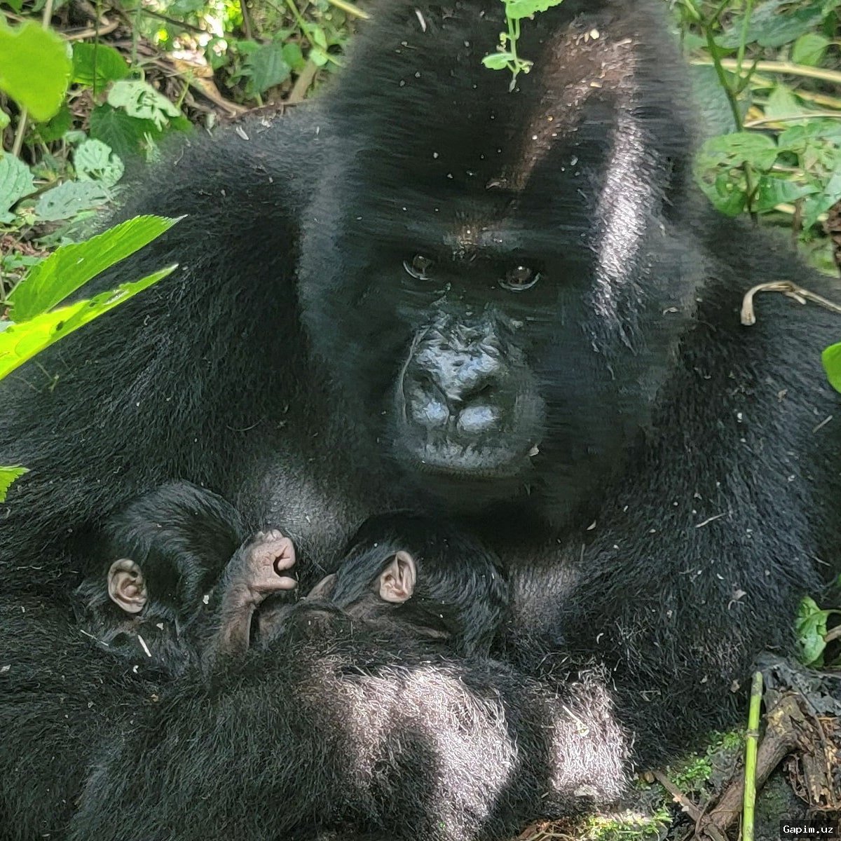 🐒🎉 Second Set of Mountain Gorilla Twins Born in Virunga National Park