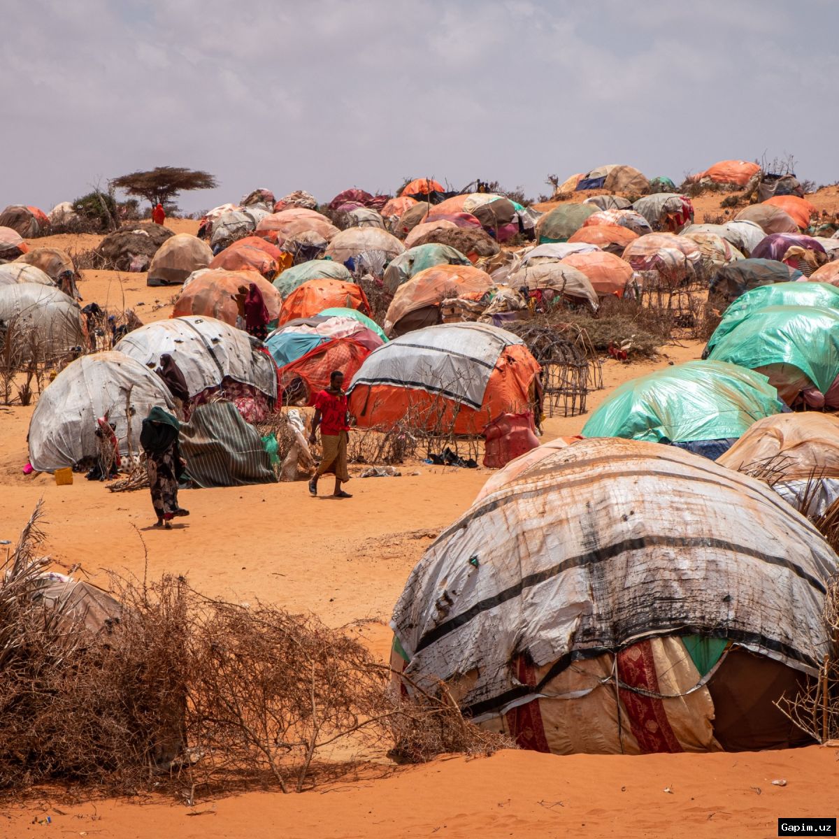 🏜️🌍 Кризис засухи и голода в Сомали: более 500 тысяч человек покинули свои дома