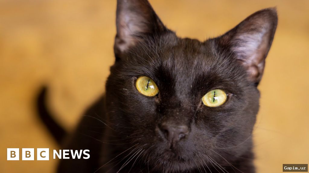 😿🔫 Двое мужчин наказаны за жестокое обращение с животными в Бостанлыкском районе