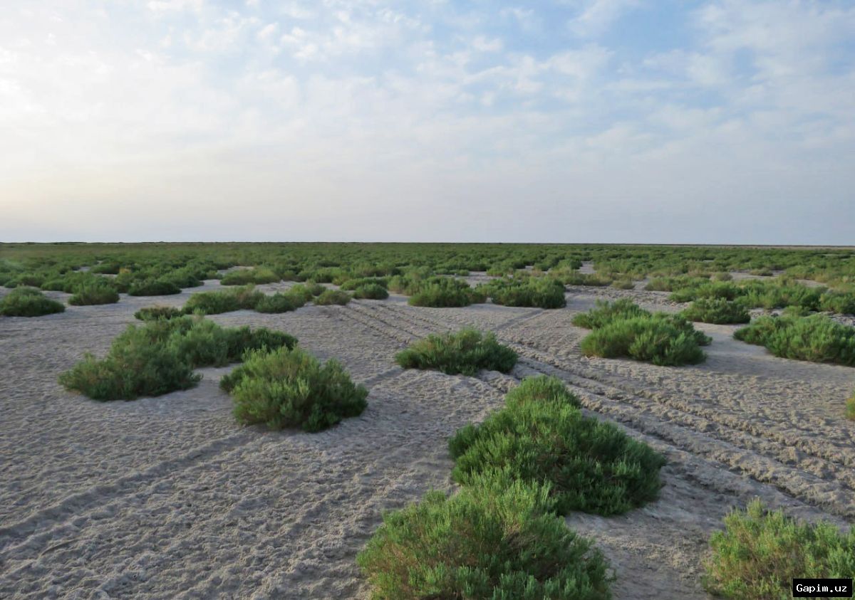 🌱🏜️ Uzbekistan Launches First Halophyte Gardens to Combat Desertification