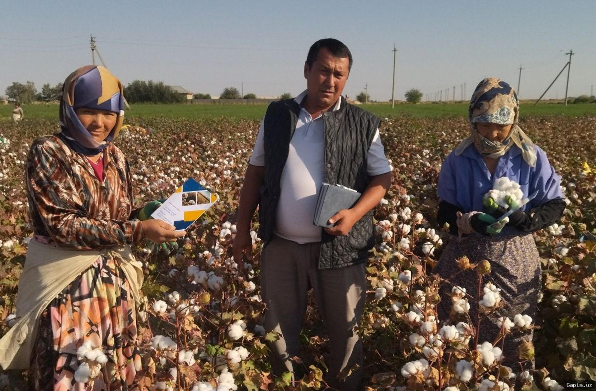 🌾📈 Uzbekistan Achieves Record Cotton Harvest in 2024, but Challenges Linger