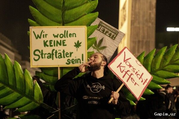 🌿⚖️ Germaniyada kannabis qonuni: Ikki yildan so‘ng nima o‘zgardi?
